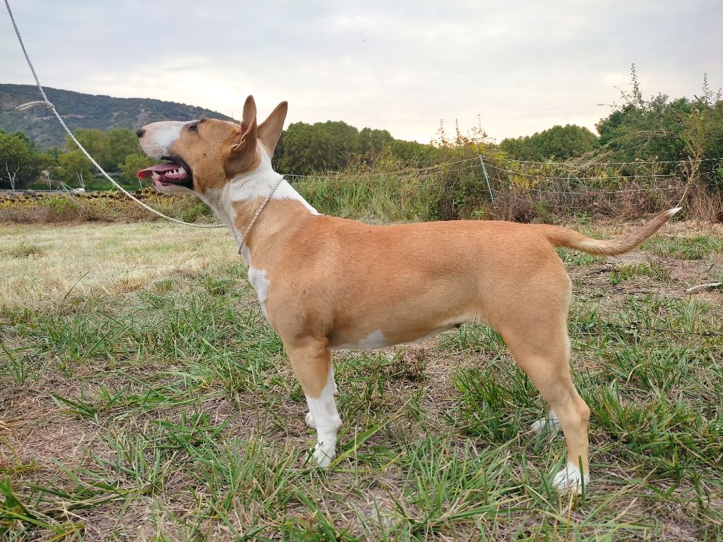 Rosie Du Paradis De D'zeus