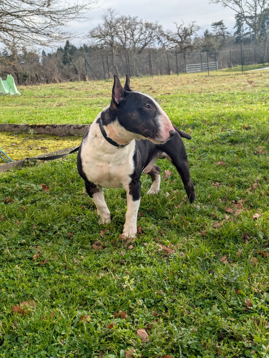 Denzel washington koken mini bull