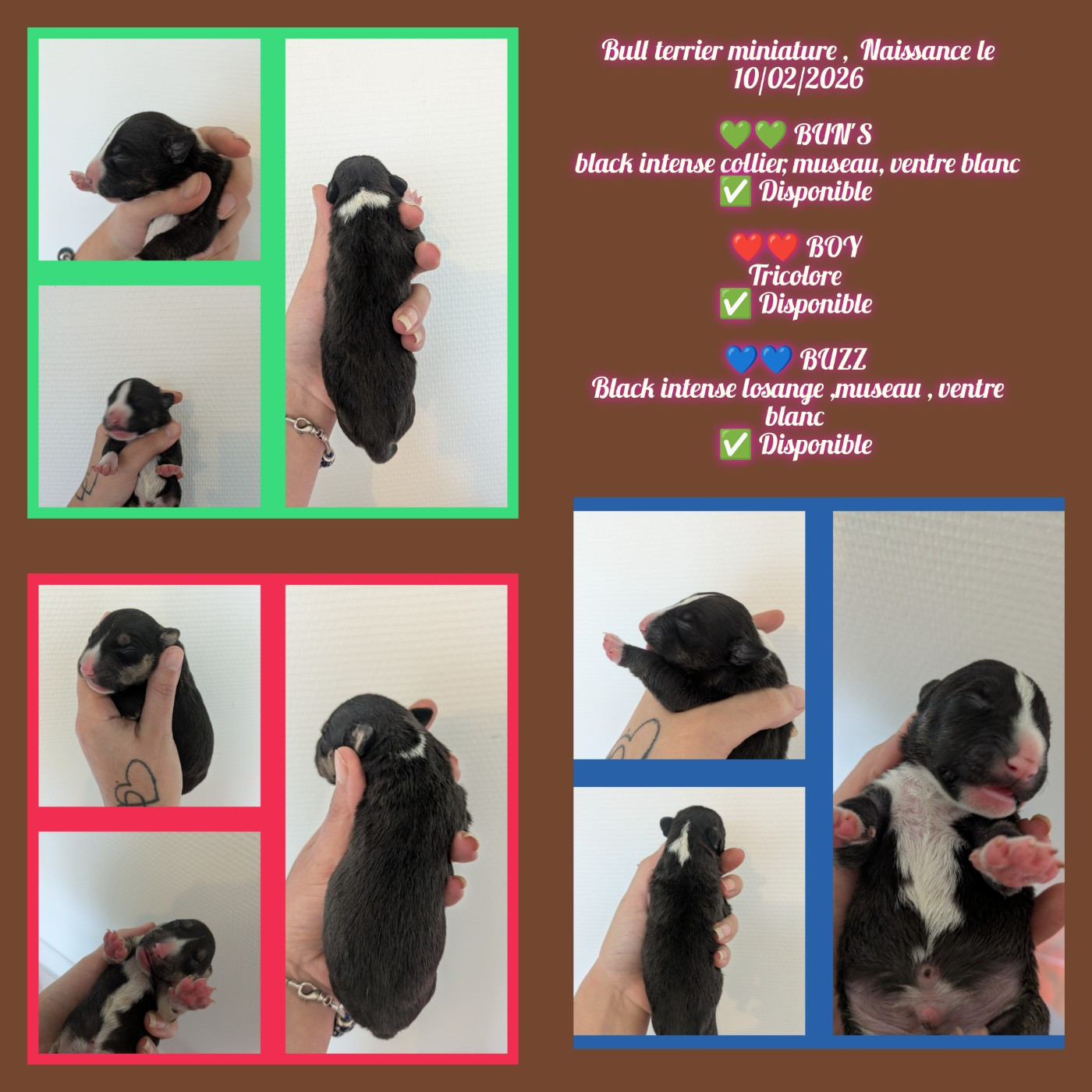 Portée nées le 10/02/2026