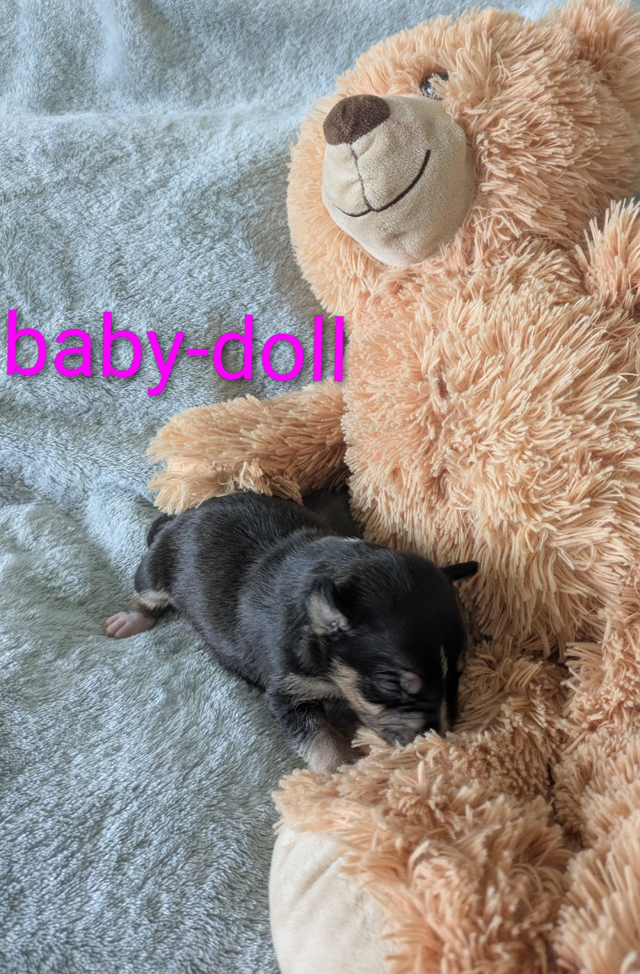 des Minis Diables de Taz - Chiots disponibles - Bull Terrier Miniature