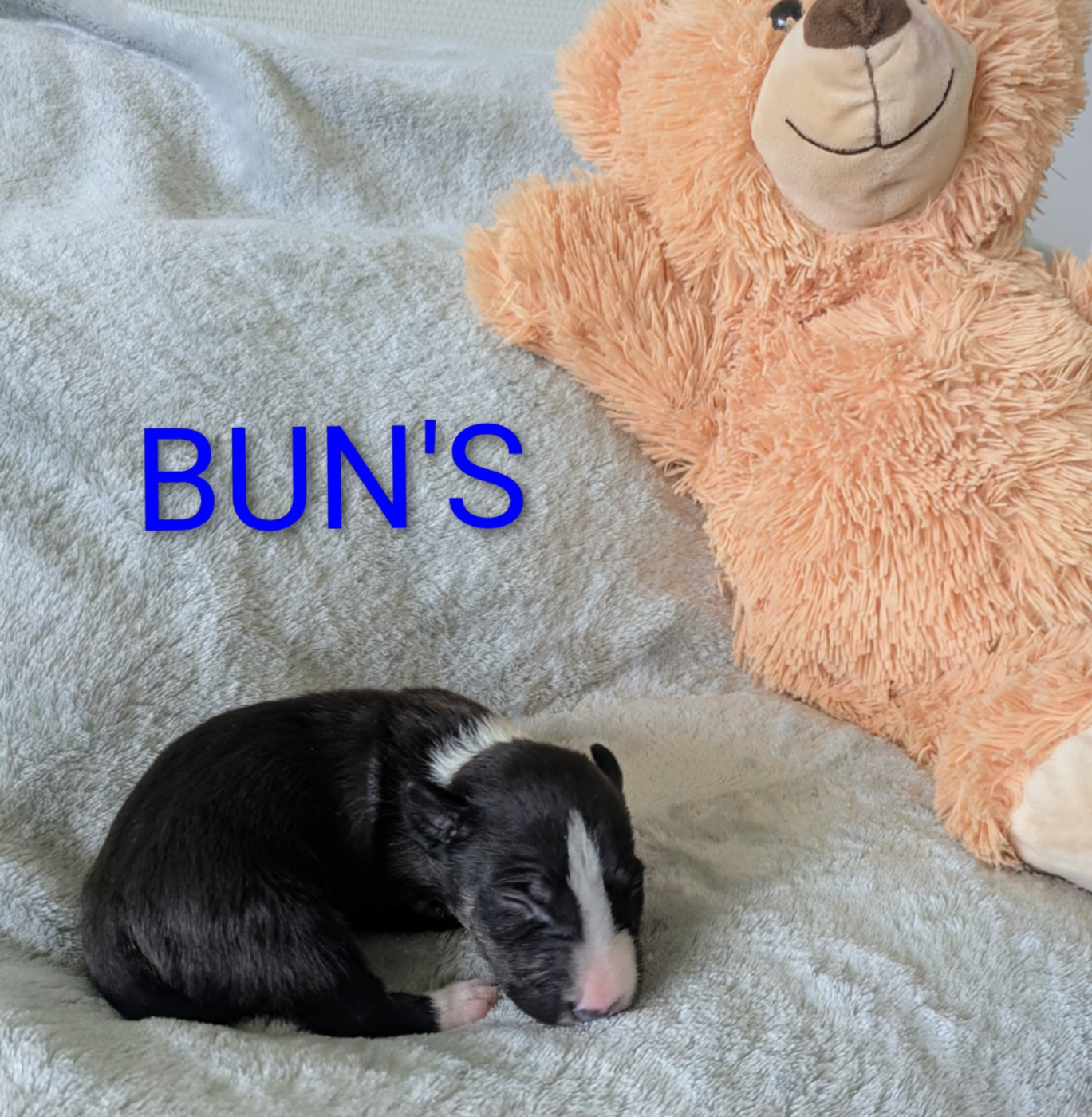 des Minis Diables de Taz - Chiots disponibles - Bull Terrier Miniature