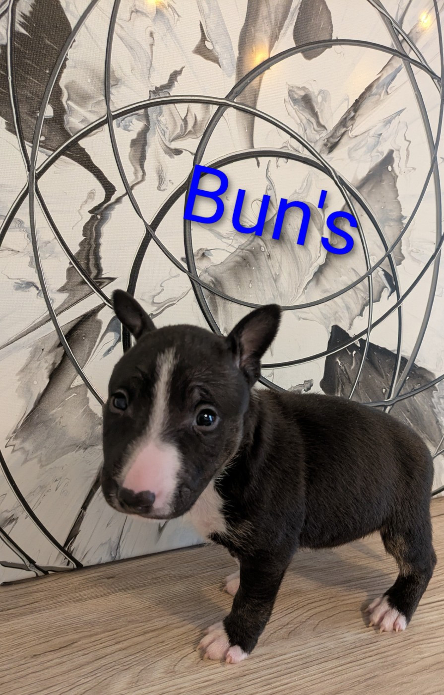 des Minis Diables de Taz - Chiots disponibles - Bull Terrier Miniature
