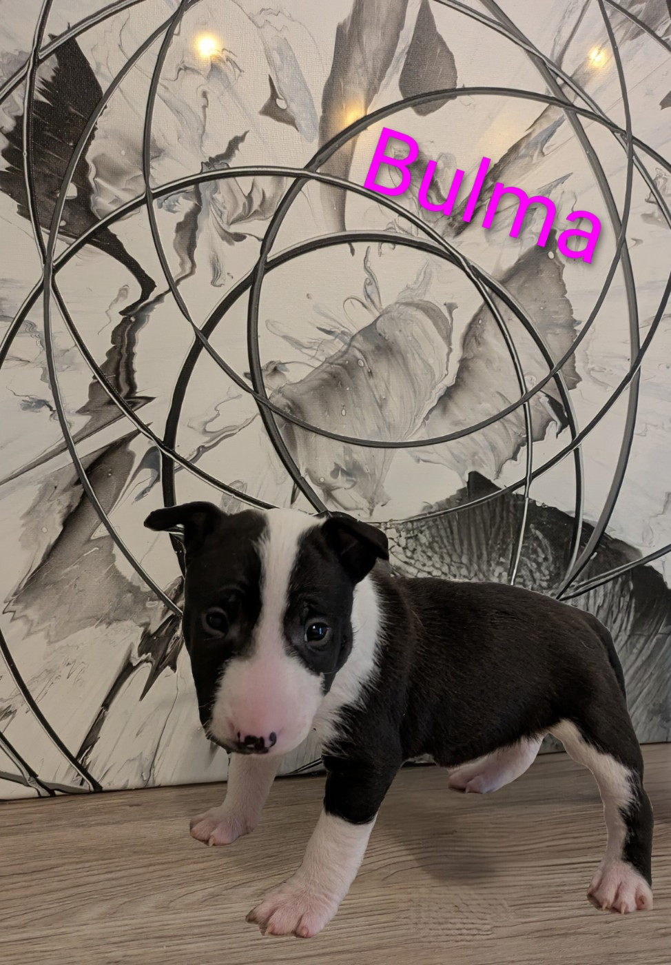 des Minis Diables de Taz - Chiots disponibles - Bull Terrier Miniature