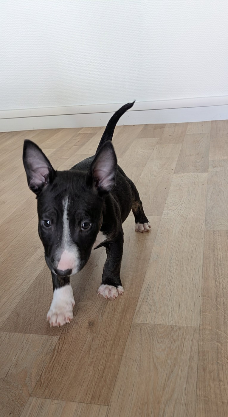 des Minis Diables de Taz - Chiots disponibles - Bull Terrier Miniature
